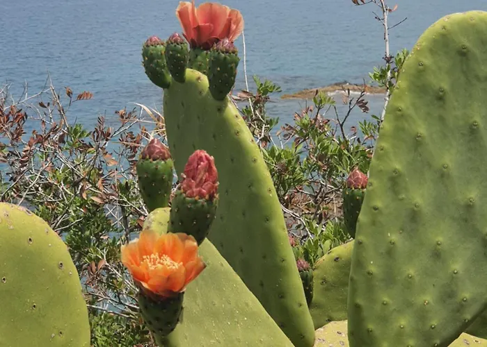 Ortensia * 切法卢